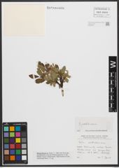 Foto von Salix waldsteiniana Willd.